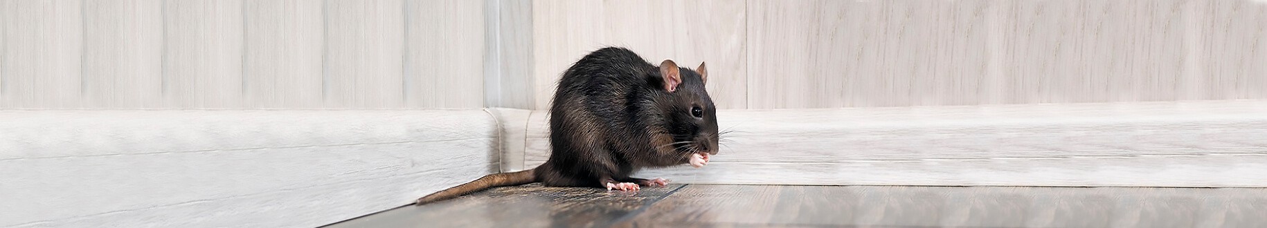 Ratten